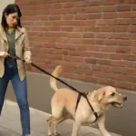 Cani che tirano al guinzaglio: esercizi pratici per passeggiate finalmente serene